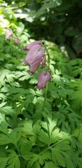 Dicentra formosa