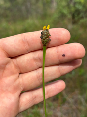Xyris platylepis, photograph author not stated, no rights reserved