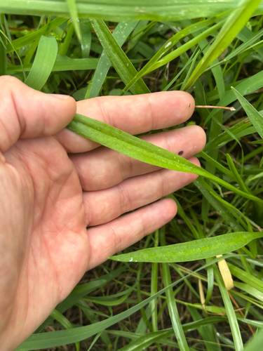 Sagittaria graminea, photograph 6