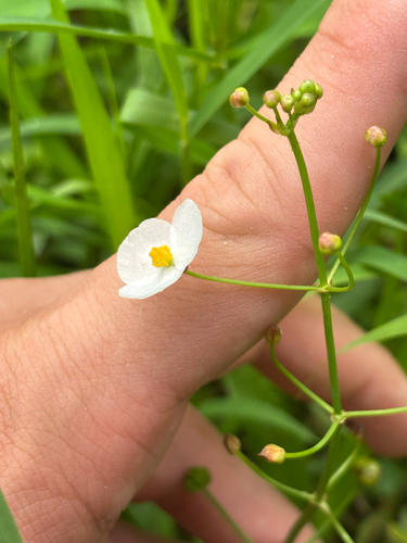 Sagittaria graminea, photograph 4