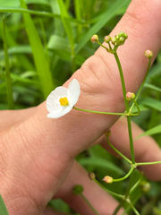 Sagittaria graminea, photograph author not stated, no rights reserved