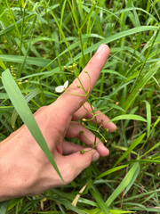 Sagittaria graminea, photograph author not stated, no rights reserved