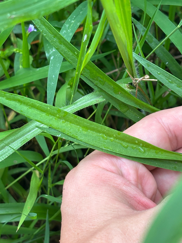Sagittaria graminea, photograph 5