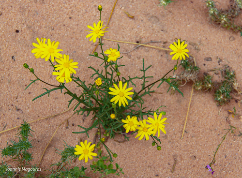 Senecio glaucus, photograph 1