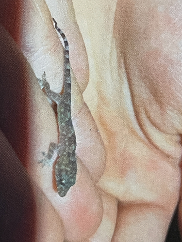 Tropical House Gecko