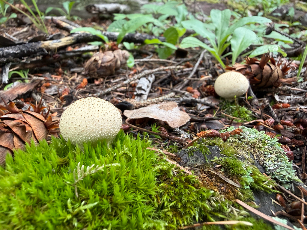 common puffball · August 2026 · photo: Photo: (c) Michael Tidwell, some rights reserved (CC BY) · iNaturalist