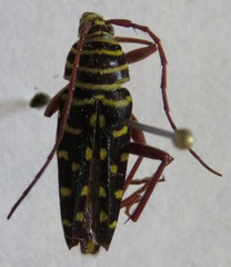 Placosternus crinicornis