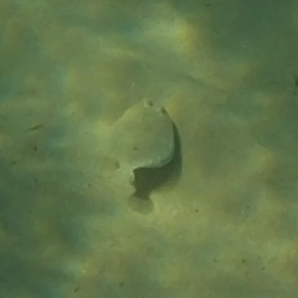 Wide-eyed Flounder