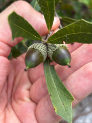 Quercus minima, photograph author not stated, no rights reserved
