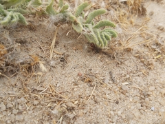 Cataglyphis adenensis