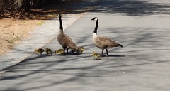 Branta canadensis parvipes