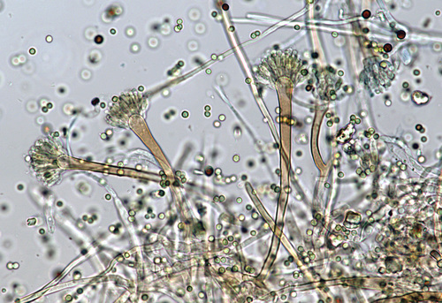 Aspergillus Nidulans INaturalist
