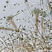 Aspergillus - Photo (c) Kathie Hodge, some rights reserved (CC BY-NC-SA)