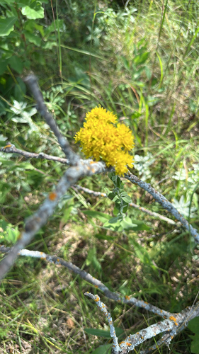 stiff-leaved goldenrod