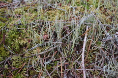 Cladonia maxima