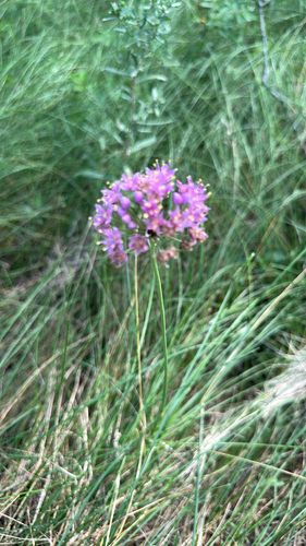 Prairie Onion