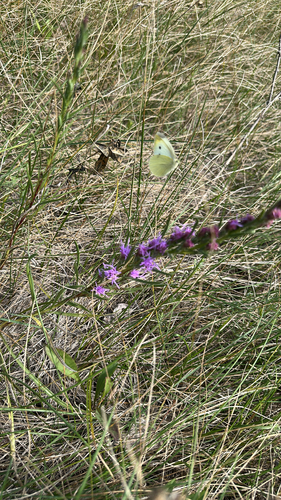 dotted gayfeather