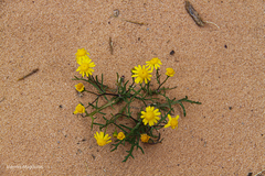 Senecio glaucus