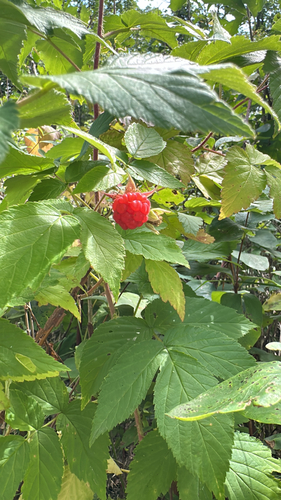 red raspberry