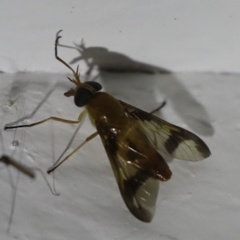 Tabanomorpha
