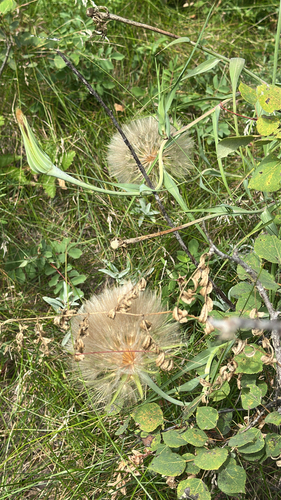 Yellow Salsify