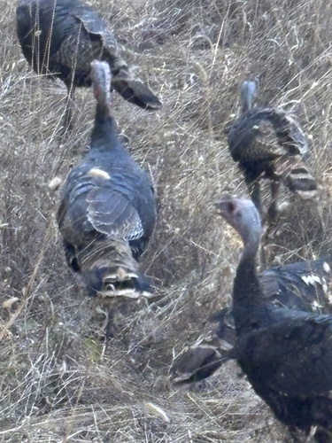 Wild Turkey seen in Sonoma Valley