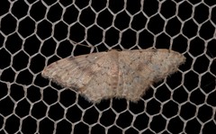 Idaea halmaea