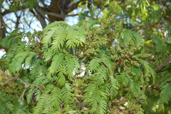Albizia inundata