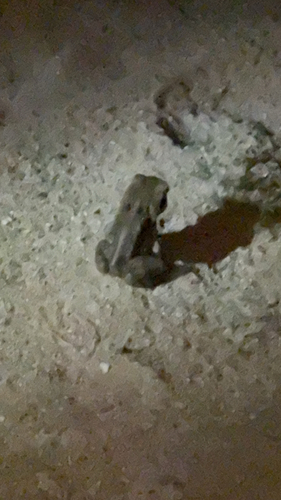 Cane Toad