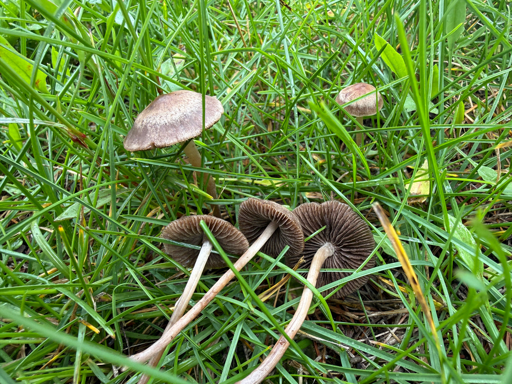 Banded Mottlegill · August 2026 · photo: Photo: (c) Michael Tidwell, some rights reserved (CC BY) · iNaturalist