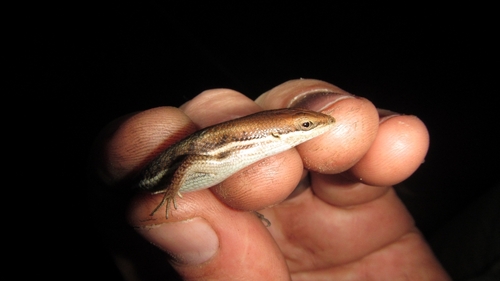 Variable Skink