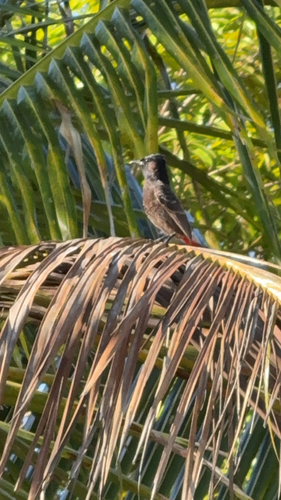 Red-vented Bulbul