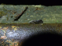 Trichoptera