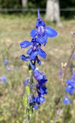 Delphinium carolinianum