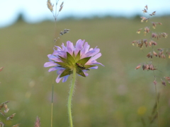 Malachius bipustulatus