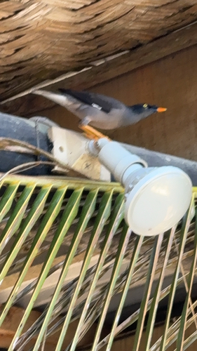 Jungle Myna
