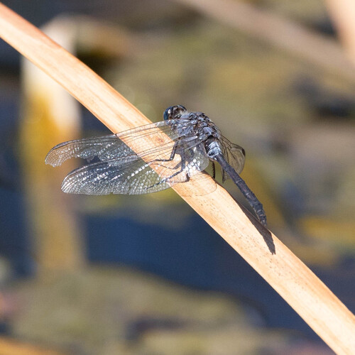 Long Skimmer