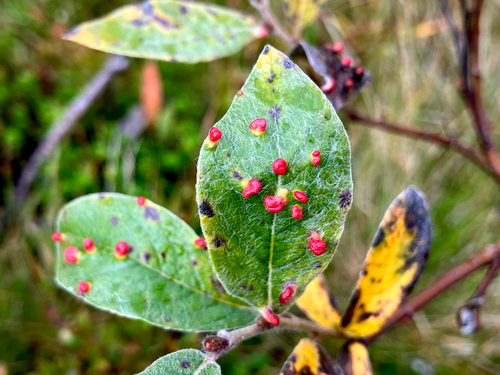 Willow Bead Gall Mite