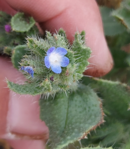 small bugloss