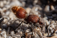 Ephutomorpha ferruginata