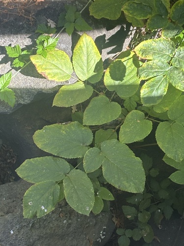 California Spikenard seen in Sonoma Valley