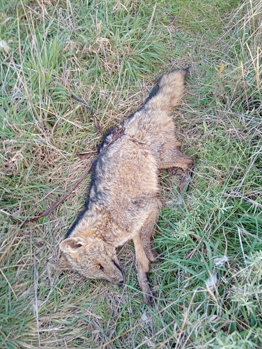 Crab-eating Fox
