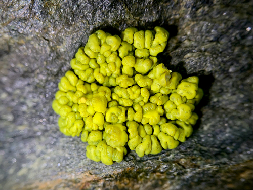 splash-paint cobblestone lichen
