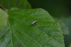 Phyllobius betulinus