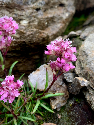 Alpine Catchfly