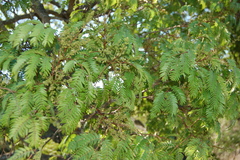 Albizia inundata