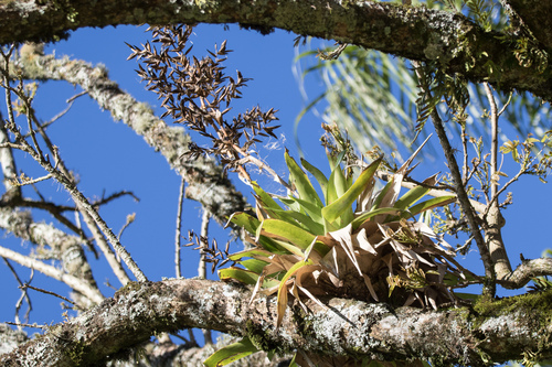 Vriesea friburgensis