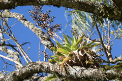 Vriesea friburgensis