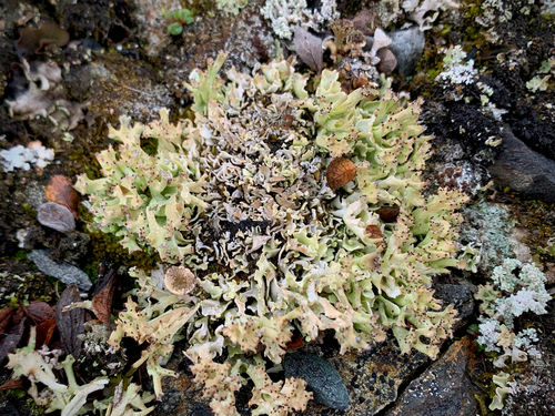 Crazy Scale Lichen