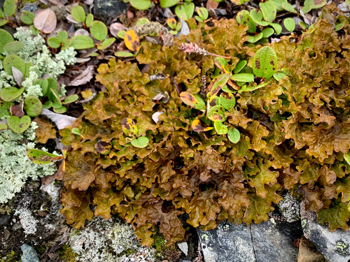 Cabbage Lung Lichen